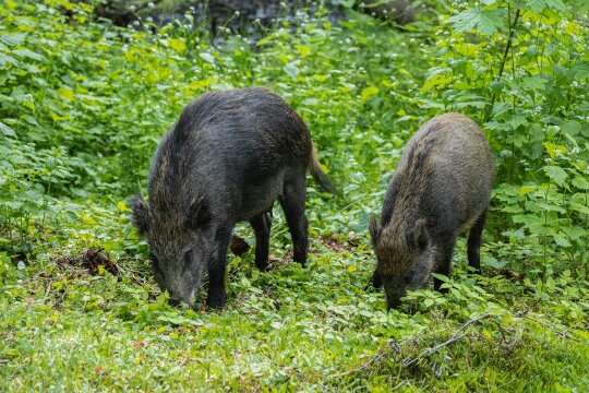 Wildschweine im Wald